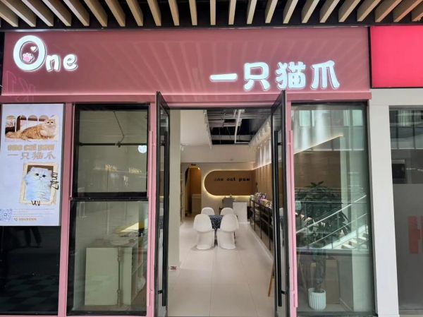 兰州宠物猫店-兰州卖猫的宠物店