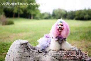 兰州宠物美容，专业宠物造型培训