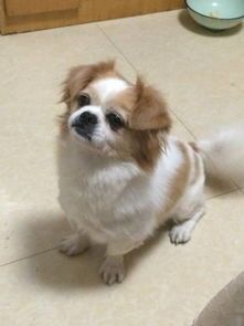 什么宠物狗便宜
