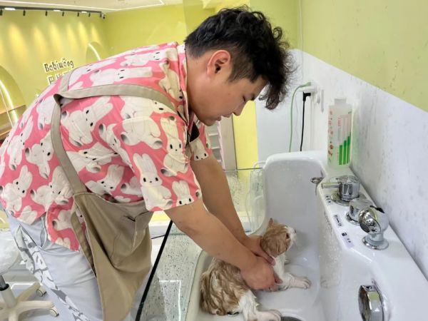 高温天气下，宠物毛发护理和皮肤健康成为主人关注重点