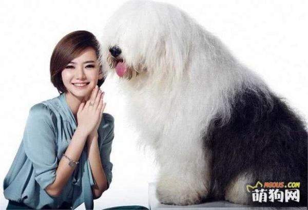 最粘人的6大狗狗，“罗威纳”上榜，网友：好比身上长了一条狗！