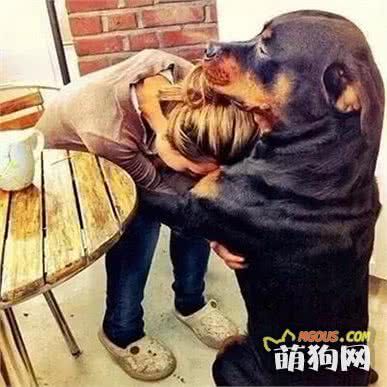 最粘人的6大狗狗，“罗威纳”上榜，网友：好比身上长了一条狗！