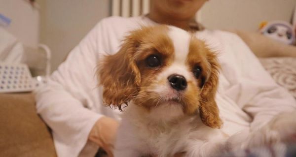 哪种小狗最粘人？（探寻小狗品种中的亲人情结）