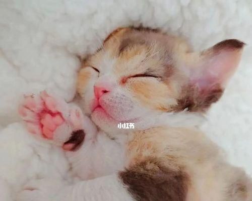 最粘人的猫咪排行榜——谁是你的宠物之选（探寻宠物猫咪中的“情感霸主”）