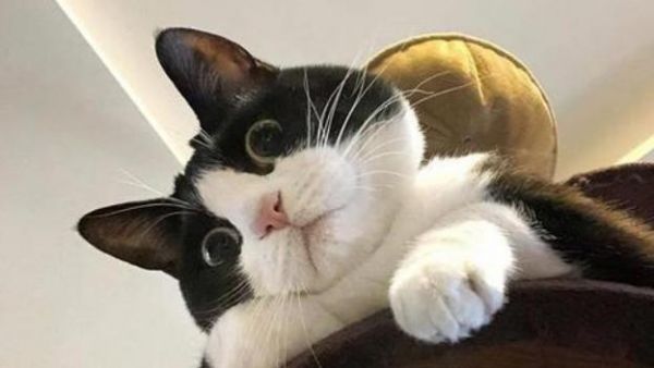 最粘人的猫咪排行榜——谁是你的宠物之选（探寻宠物猫咪中的“情感霸主”）