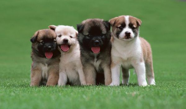 Keeping Pets 养宠物