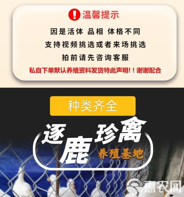 柯尔鸭活物幼崽小鸭子活科尔鸭宠物纯种网红小黄鸭观赏柯达鸭活体