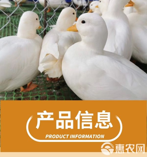柯尔鸭活物幼崽小鸭子活科尔鸭宠物纯种网红小黄鸭观赏柯达鸭活体