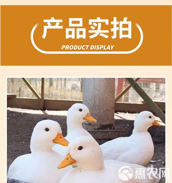 柯尔鸭活物幼崽小鸭子活科尔鸭宠物纯种网红小黄鸭观赏柯达鸭活体