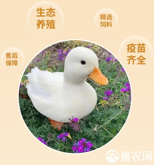 柯尔鸭活物幼崽小鸭子活科尔鸭宠物纯种网红小黄鸭观赏柯达鸭活体