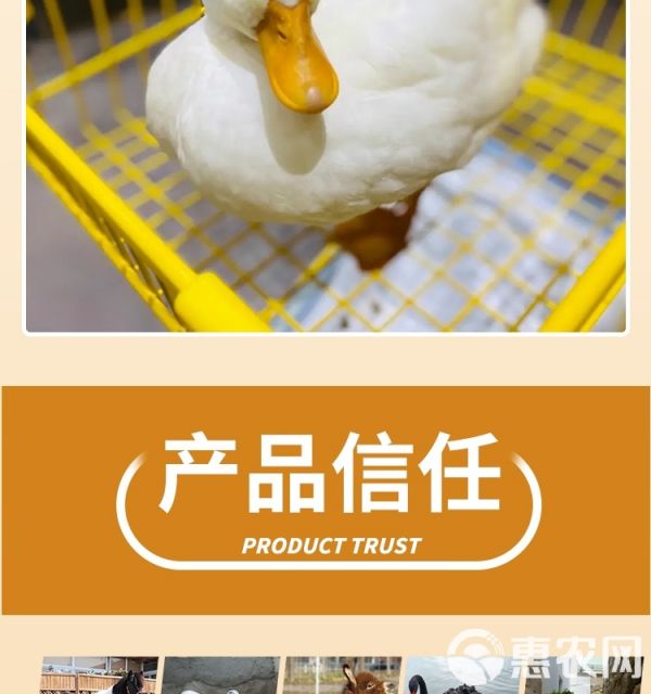 柯尔鸭活物幼崽小鸭子活科尔鸭宠物纯种网红小黄鸭观赏柯达鸭活体