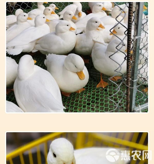 柯尔鸭活物幼崽小鸭子活科尔鸭宠物纯种网红小黄鸭观赏柯达鸭活体