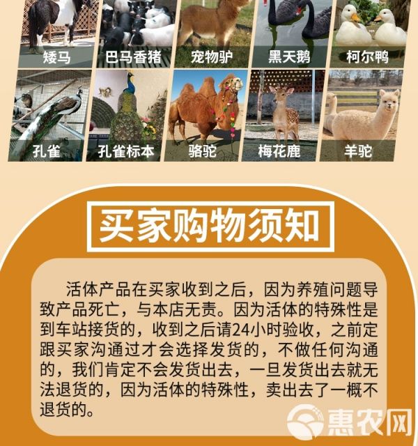 柯尔鸭活物幼崽小鸭子活科尔鸭宠物纯种网红小黄鸭观赏柯达鸭活体