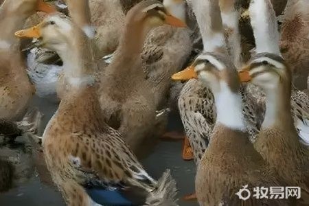 养鸭什么品种好