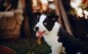 边境牧羊犬幼崽图片