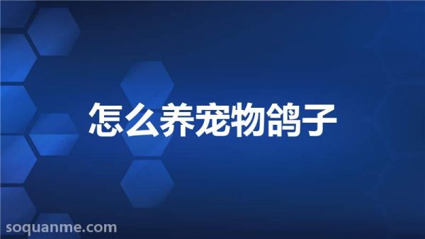 怎样养鸽子(怎么养宠物鸽子)