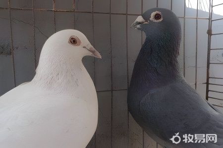 怀孕可以养鸽子吗