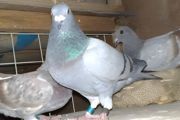 养鸽子的注意事项