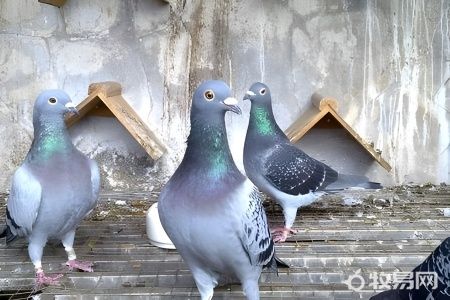 想养鸽子到哪里买