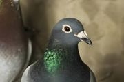怎样养鸽子越养越多