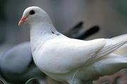 家养鸽子怎样养