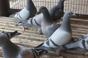 鸽子怎样养殖 鸽子养殖这些点你要关注