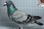 家里怎样养鸽子最好