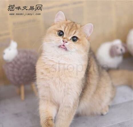怎么养宠物鸽子幼崽