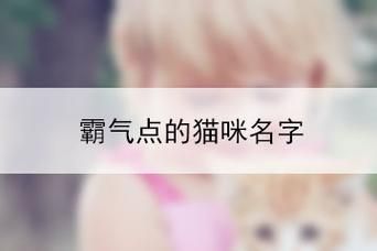 给猫取名字霸气又拽 猫名字大全 顺口的霸气