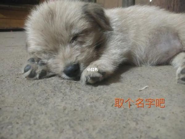 给狗狗取名字霸气点的 给狼狗取什么名字霸气
