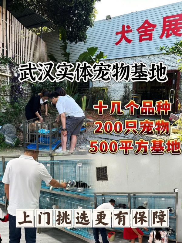 黄陂哪里卖宠物狗的多-黄陂最大的狗市场
