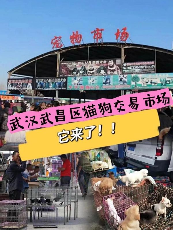 黄陂哪里卖宠物狗的多-黄陂最大的狗市场