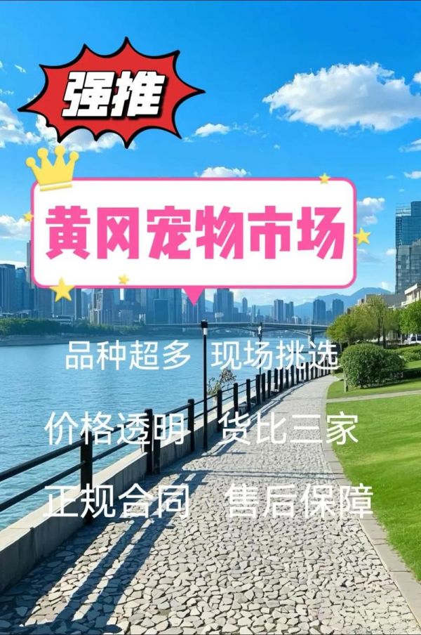黄陂哪里卖宠物狗的多-黄陂最大的狗市场