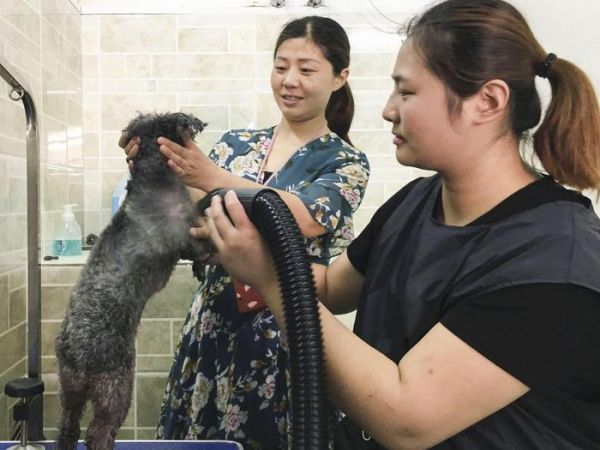 安徽90后女孩不爱红装爱猫狗 开宠物店月入万元