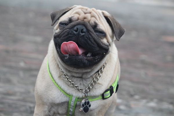 八哥犬图片欣赏 各种巴哥狗卖萌高清图片