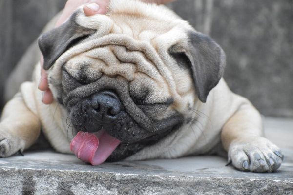八哥犬图片欣赏 各种巴哥狗卖萌高清图片