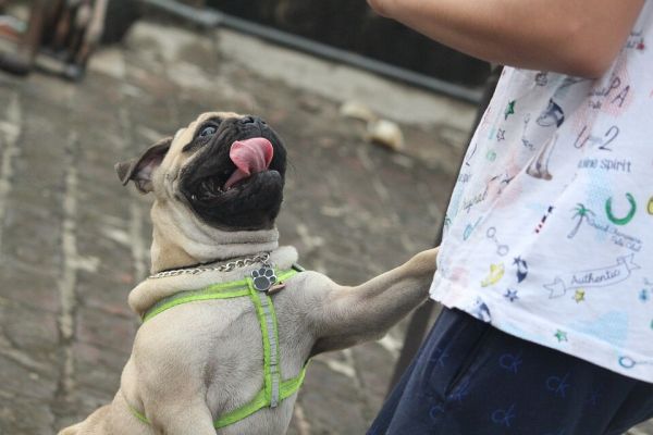 八哥犬图片欣赏 各种巴哥狗卖萌高清图片