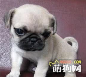 教你怎样把八哥犬养好