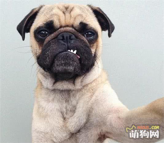 教你怎样把八哥犬养好