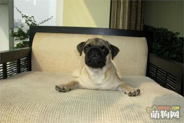 教你怎样把八哥犬养好