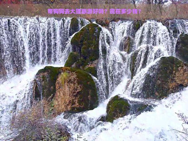 带狗狗去大理旅游好吗？现在多少钱？