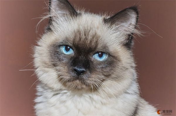 宠物猫只能吃猫粮吗 还可以吃什么别的食物
