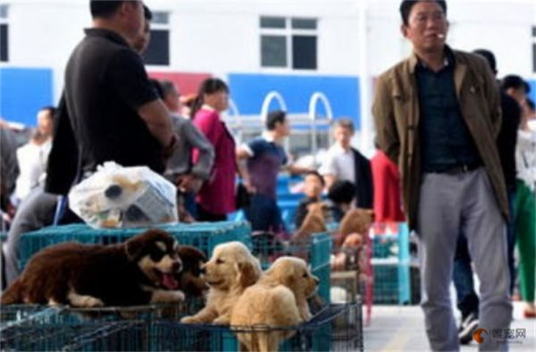 遵义市最大的宠物市场在哪里 都卖什么