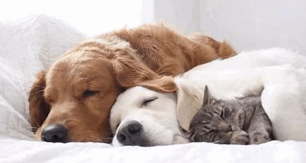 刺猬吃什么东西刺猬喜欢吃什么