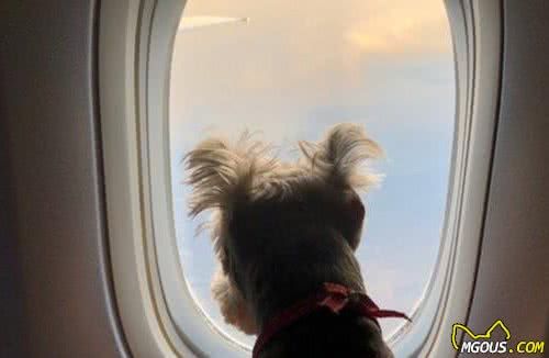 带狗狗出行选择航空托运，各航空公司规定要了解