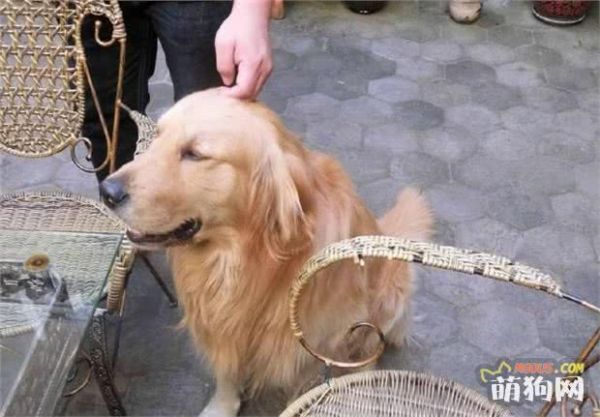 3大无攻击性的狗狗，对人友善不咬人，然而却被狗主宠坏开始伤人