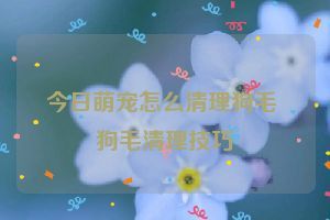 今日萌宠怎么清理狗毛 狗毛清理技巧