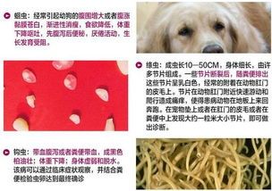 宠物狗怎么驱虫（推荐几种有效的驱虫方法）