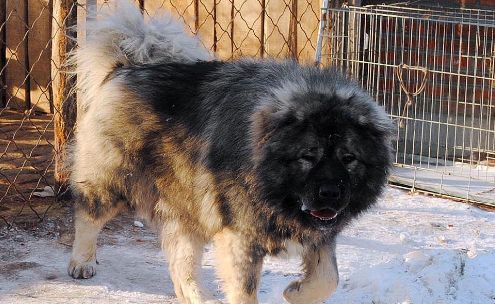 俄罗斯犬种大全图片