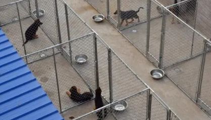 福州哪里有犬舍